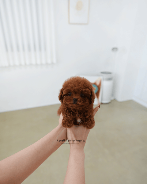 Teacup Poodle Female [Hani]