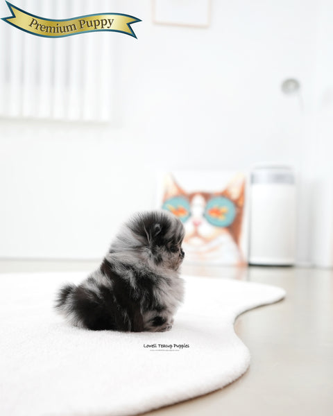 Teacup Pomeranian Female [Paris]