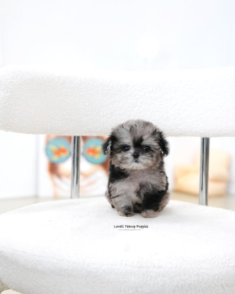 Teacup Maltipoo Female [Cory]