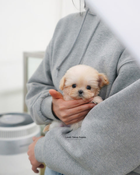 Teacup Maltipoo Female [Avril]