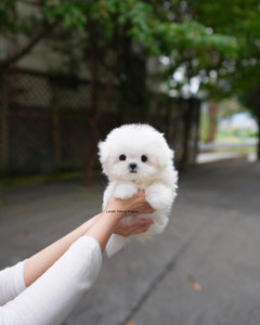 Teacup Maltese Female [Poki]