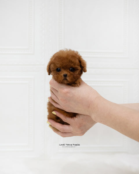 Teacup Poodle Female [Dorothy]