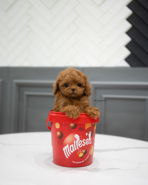 Teacup Maltipoo Male [Abby]