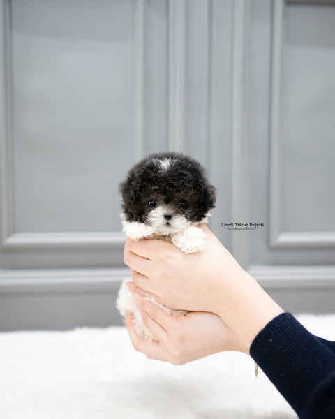 Teacup Poodle Female [Lulu]