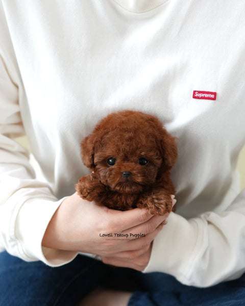 Teacup Poodle Male [kitkat]