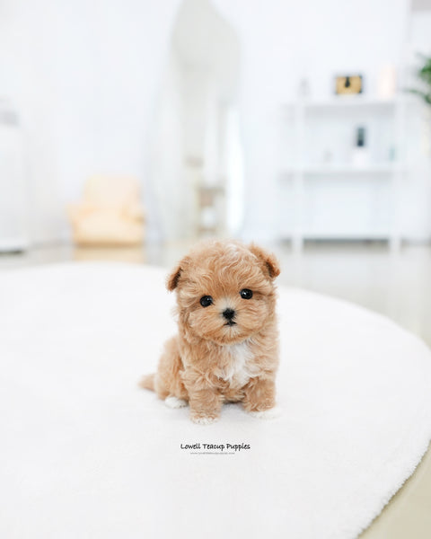 Teacup Maltipoo Male [Zion]
