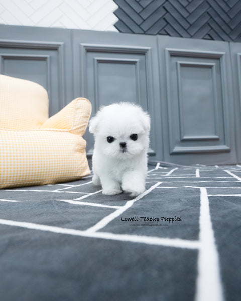 Teacup Maltese Male [Tayo]