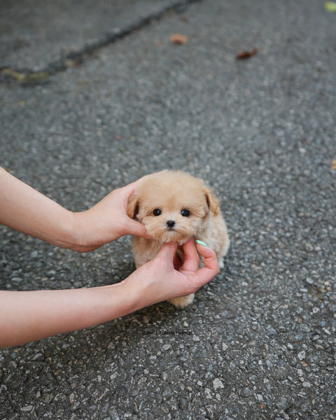 Teacup Maltipoo Female [Vera]