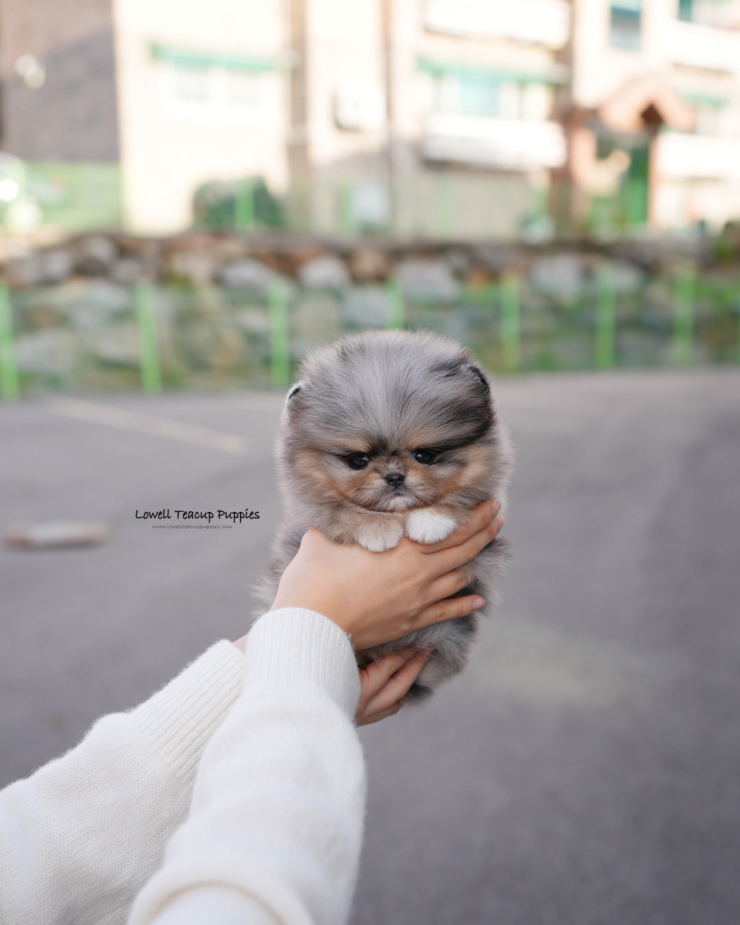 Teacup Pomeranian Male [Luc]