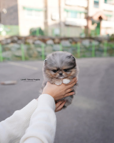 Teacup Pomeranian Male [Luc]
