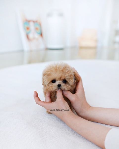 Teacup Maltipoo Female [Ringo]