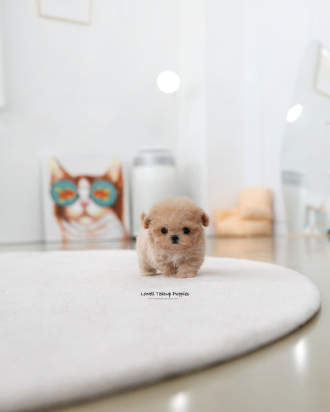 Teacup Maltipoo Male [Ciel]