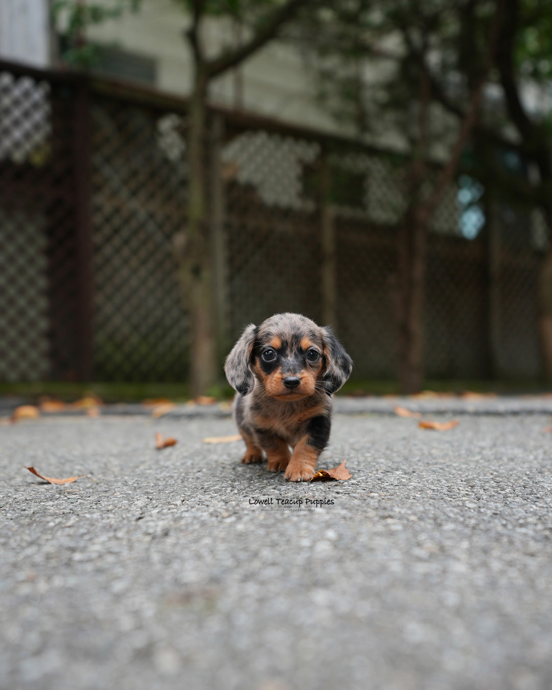Mini Dachshund Male [Blair]