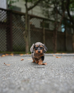 Mini Dachshund Male [Blair]