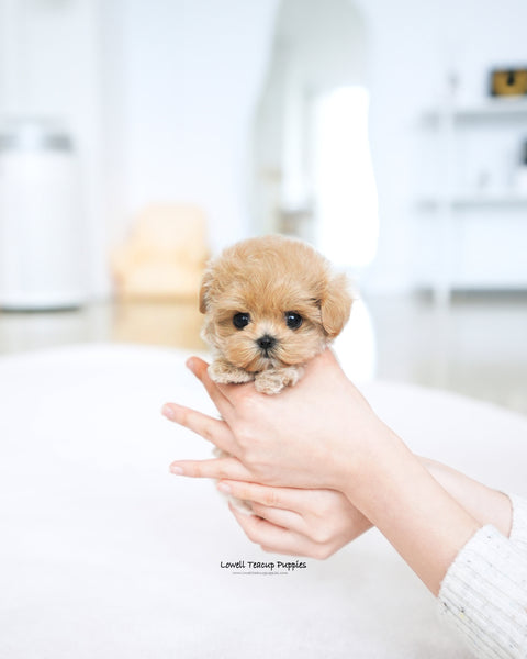Teacup Maltipoo Female [Della]