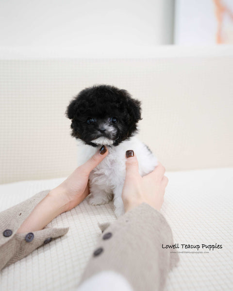 Teacup Poodle Male [Zaid]