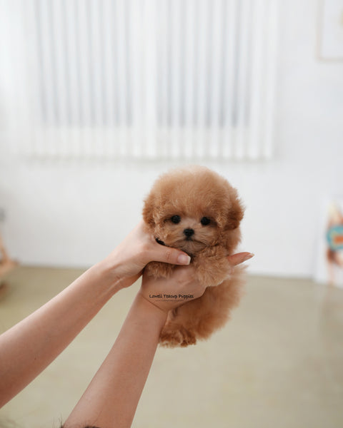 Teacup Poodle Female [Muffin]