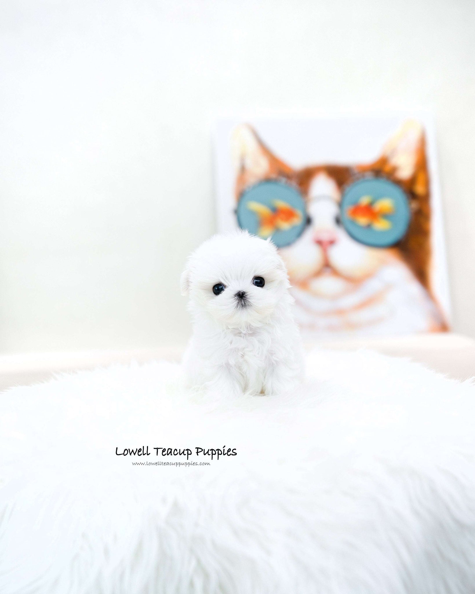 Teacup Maltese Male [Caly]