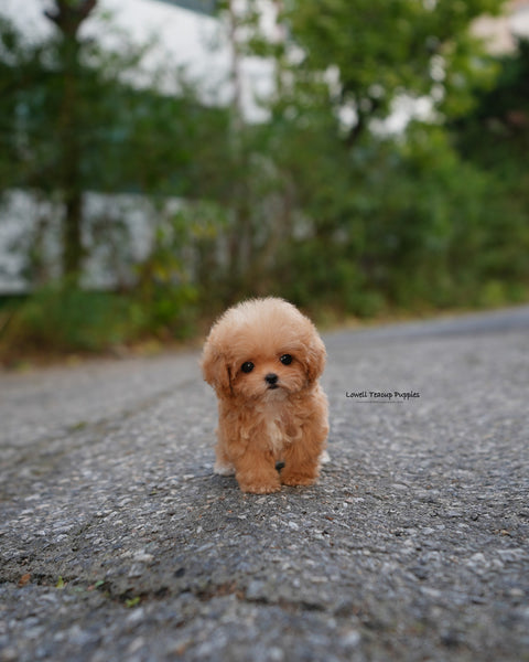 Teacup Poodle Male [Bobo]