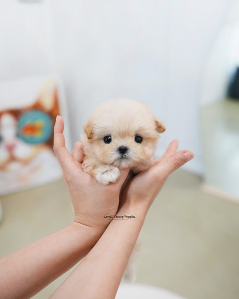 Teacup Maltipoo Female [Bunny]