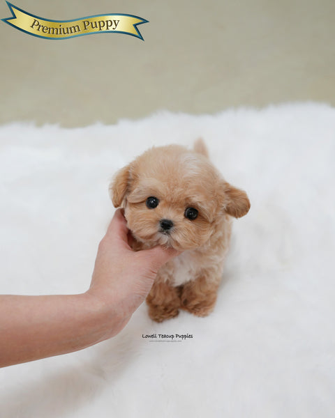 Teacup Maltipoo Male [Isaac]