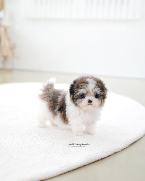 Teacup Maltipoo Female [Mira]