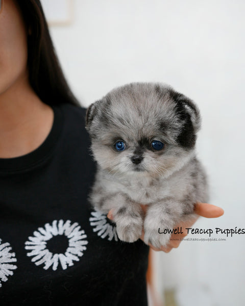 Teacup Pomeranian Female [Luxe]