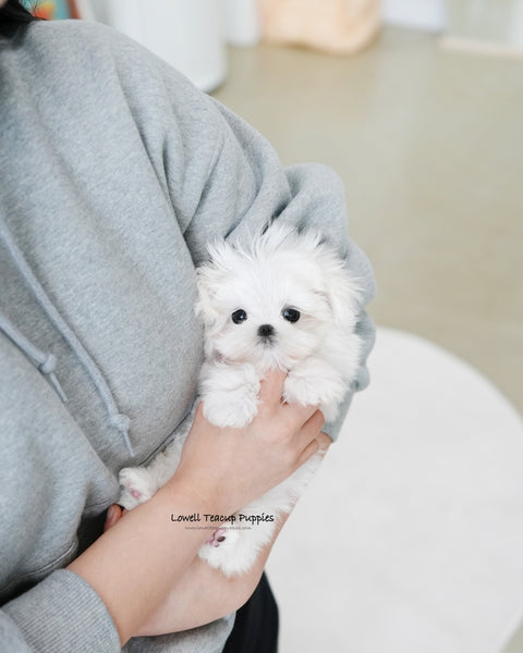 Teacup Maltese Male [Daon]