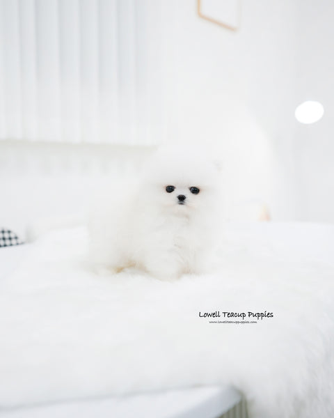 Teacup Pomeranian Female [Wanda]