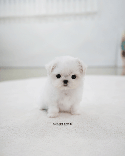 Teacup Maltese Female [Zara]
