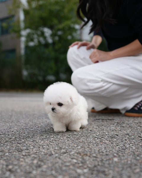 Teacup Bichon Frise Male [Ben]