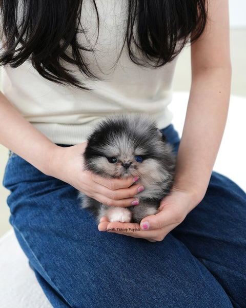 Teacup Pomeranian Male [Felix]