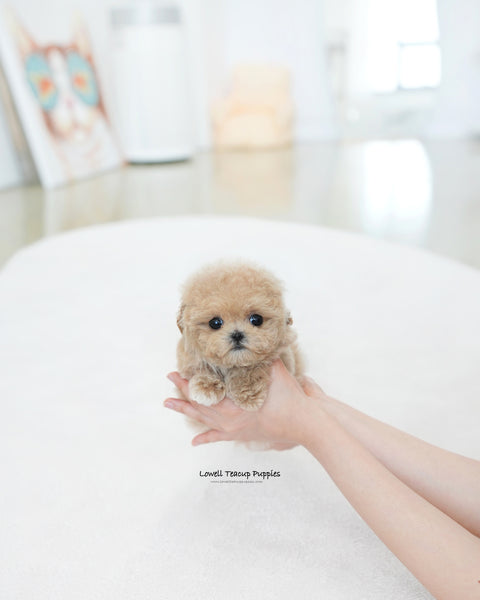 Teacup Maltipoo Female [Ashley]