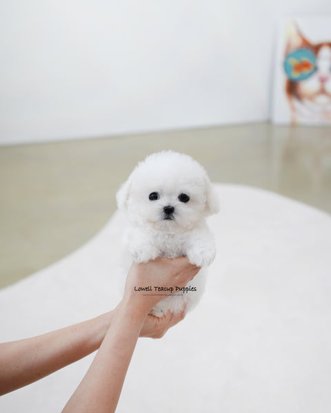Teacup Bichon Frise Female [Fifi]
