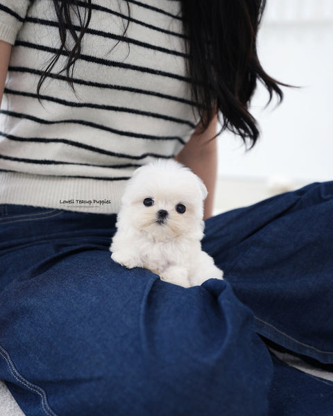 Teacup Maltese Male [Genie]