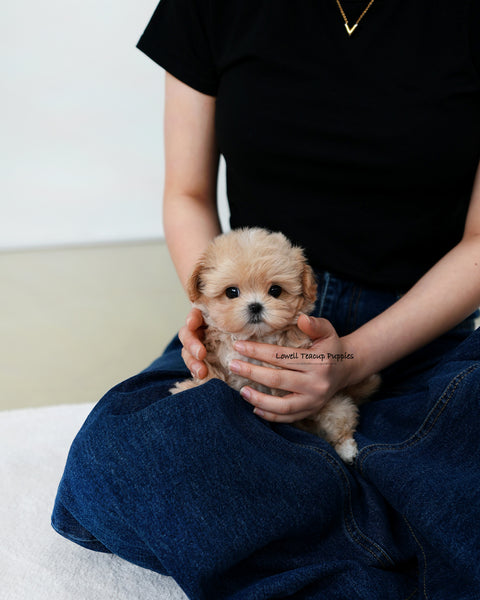 Teacup Maltipoo Male [Orion]