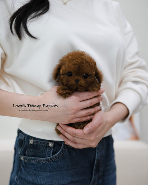 Teacup Poodle Female [Reve]