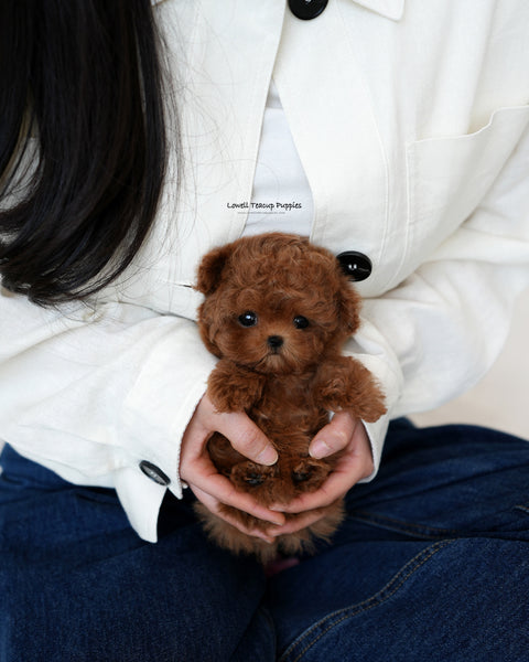 Teacup Maltipoo Male [Finn]