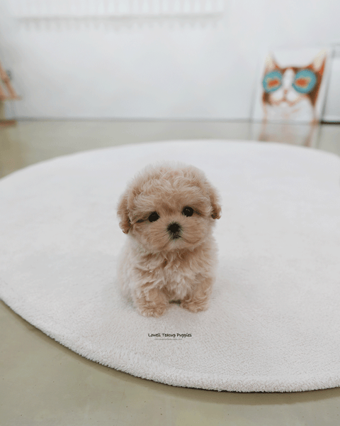 Teacup Maltipoo Female [Nina]