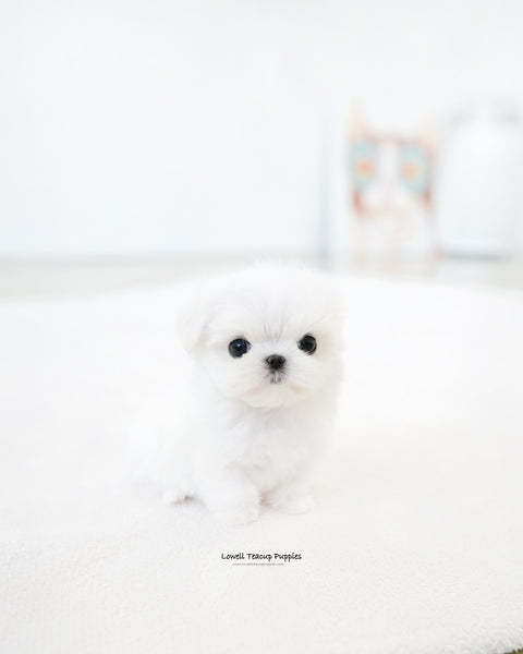 Teacup Maltese Male [Noel]