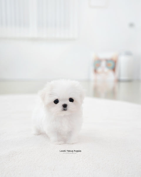 Teacup Maltese Female [Sunny]
