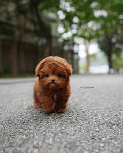 Teacup Poodle Male [Dan]