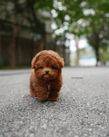 Teacup Poodle Male [Dan]