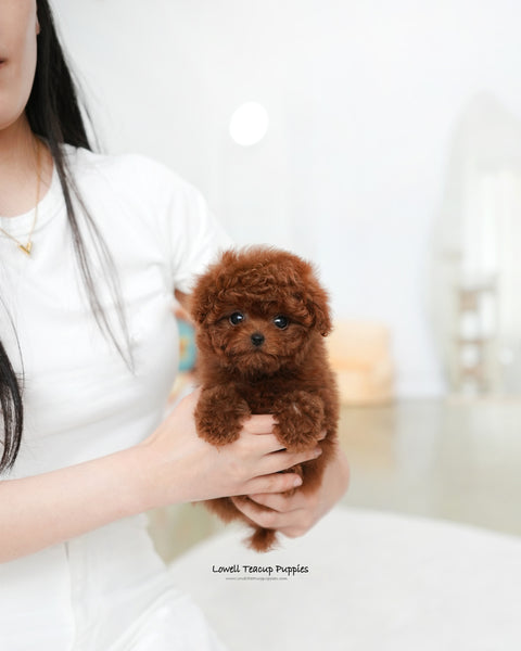 Teacup Poodle Female [Cindy]
