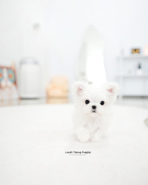 Teacup Maltese Male [Dory]