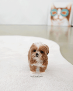 Teacup Maltipoo Female [Mango]