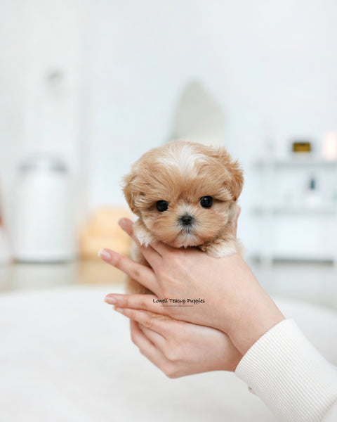 Teacup Maltipoo Female [Tia]