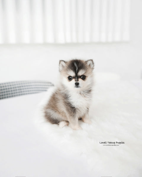 Mini Pomsky Male [Edgar]