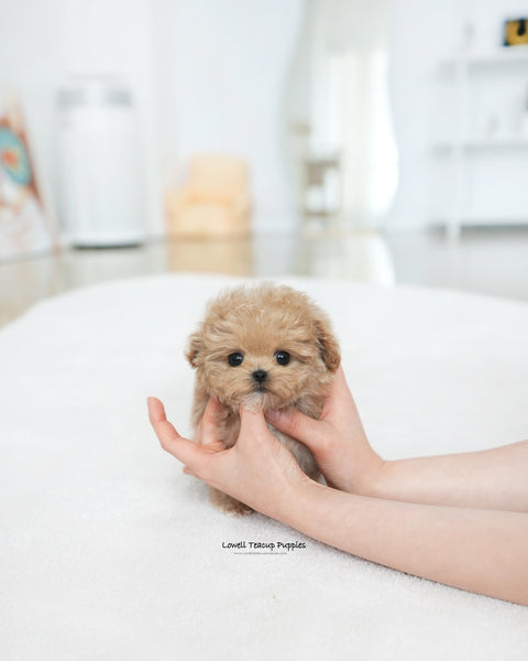 Teacup Maltipoo Male [Paco]