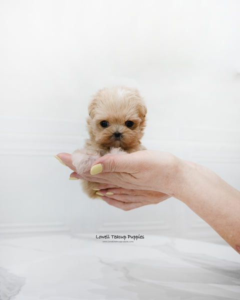 Teacup Maltipoo Male [Dicaprio]